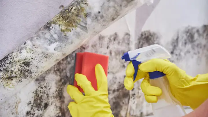 Gloved hands cleaning a mold stained wall with a sponge and spray bottle